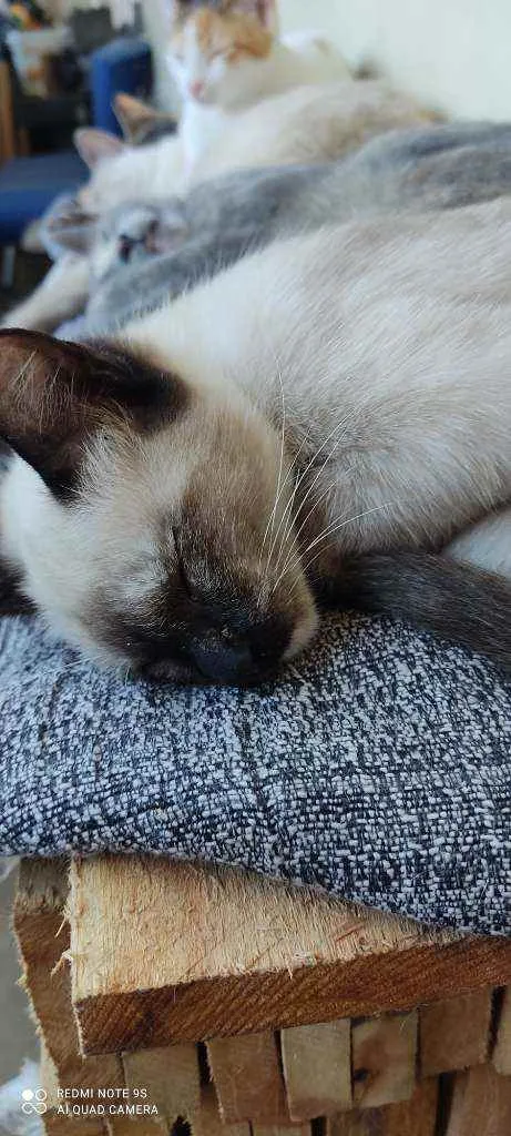 Gato ra a  idade 2 a 6 meses nome Sem nome