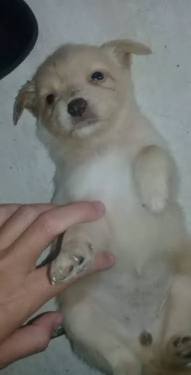 Cachorro ra a SRD idade 2 a 6 meses nome Shanadu