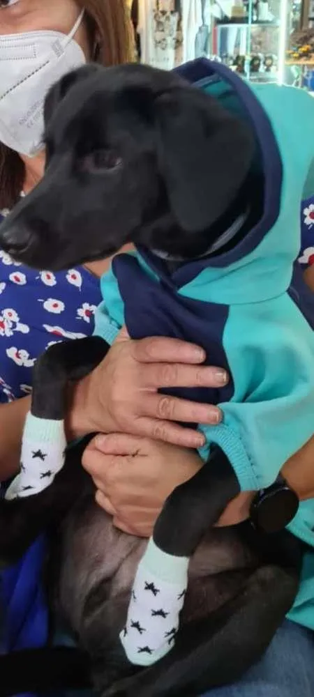 Cachorro ra a srd - aspecto de labrador pret idade 7 a 11 meses nome Myke