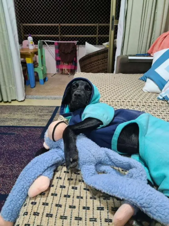 Cachorro ra a srd - aspecto de labrador pret idade 7 a 11 meses nome Myke