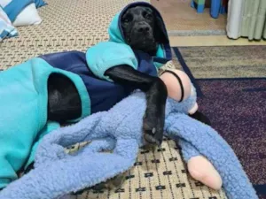 Cachorro raça srd - aspecto de labrador pret idade 7 a 11 meses nome Myke