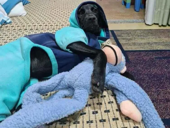 Cachorro ra a srd - aspecto de labrador pret idade 7 a 11 meses nome Myke