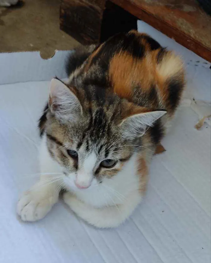Gato ra a Desconhecida  idade 2 a 6 meses nome Sem Nome