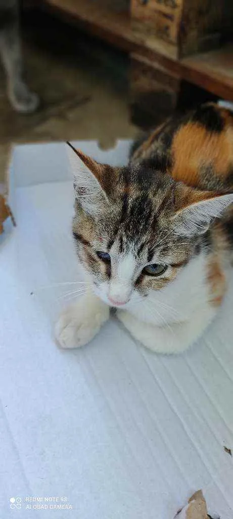 Gato ra a Desconhecida  idade 2 a 6 meses nome Sem Nome