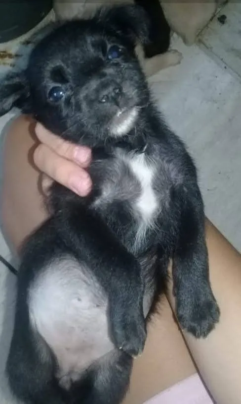 Cachorro ra a SRD idade 2 a 6 meses nome Shantee
