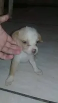 Sharon