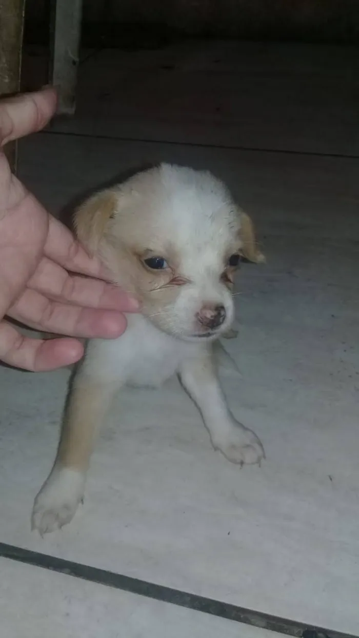 Cachorro ra a SRD idade 2 a 6 meses nome Sharon