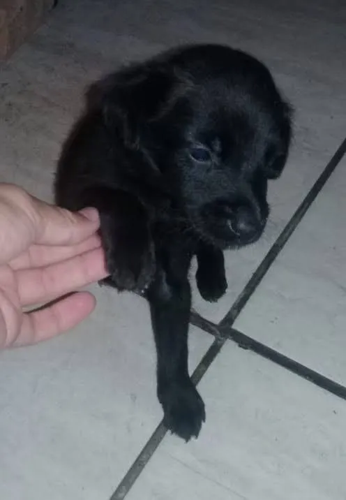Cachorro ra a SRD idade 2 a 6 meses nome Sheik