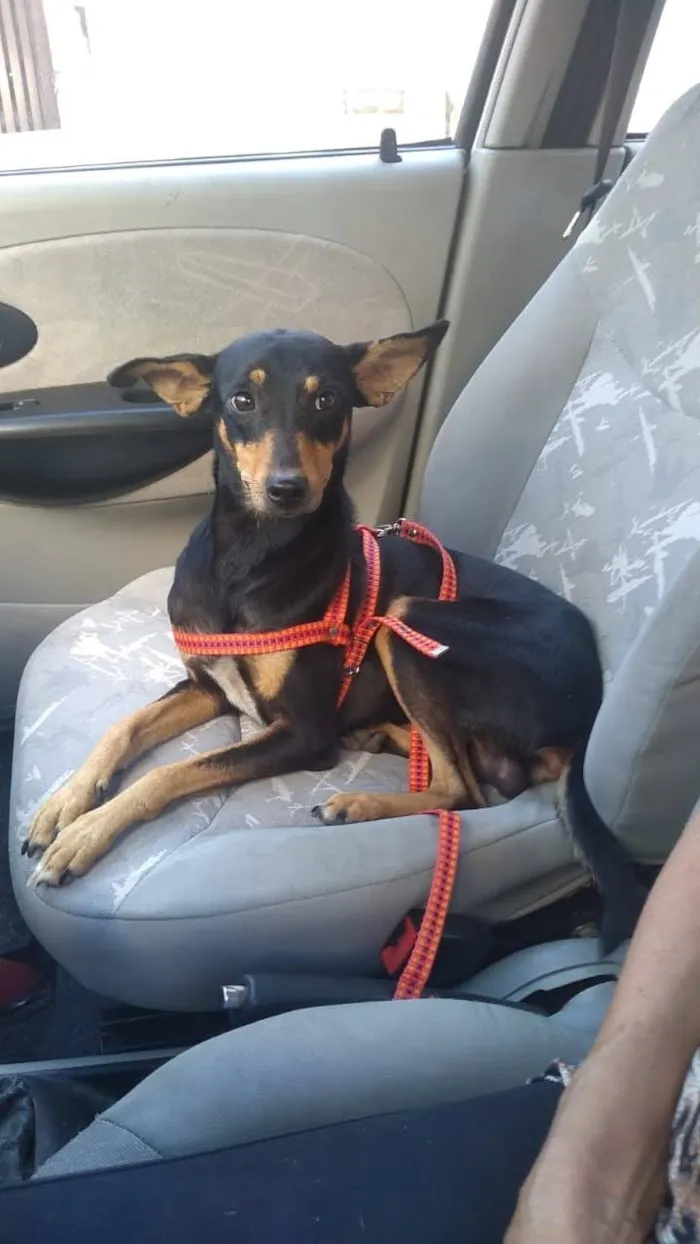 Cachorro ra a SRD  idade 1 ano nome Leãozinho