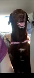 Mel