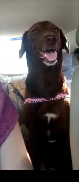 Cachorro ra a SRD idade 1 ano nome Mel