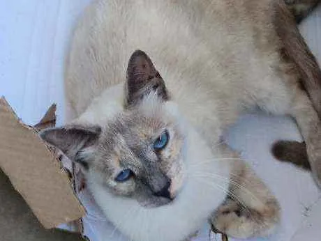 Gato ra a Desconhecida  idade 7 a 11 meses nome Sem Nome