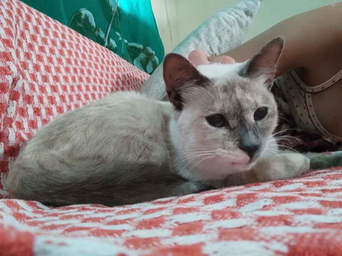 Gato ra a Desconhecida  idade 7 a 11 meses nome Sem Nome