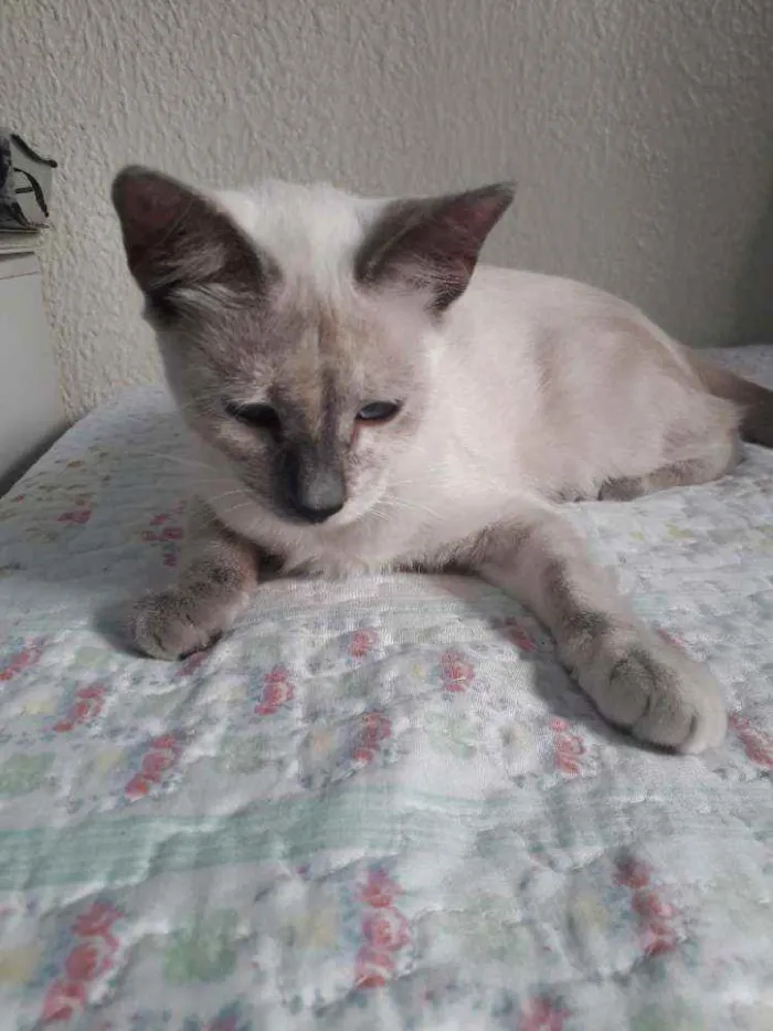 Gato ra a Desconhecida  idade 7 a 11 meses nome Sem Nome