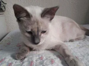 Gato raça Desconhecida  idade 7 a 11 meses nome Sem Nome