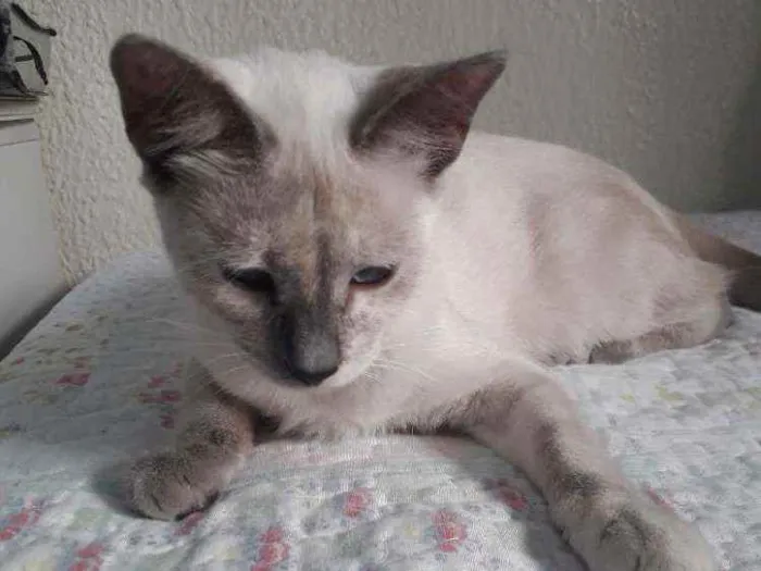 Gato ra a Desconhecida  idade 7 a 11 meses nome Sem Nome