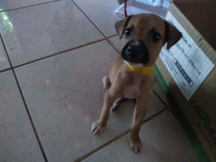 Cachorro raça  idade 2 a 6 meses nome Baruc