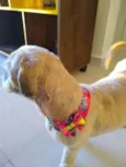 Pitoco e Amora
