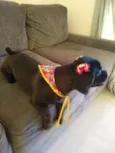 Pitoco e Amora