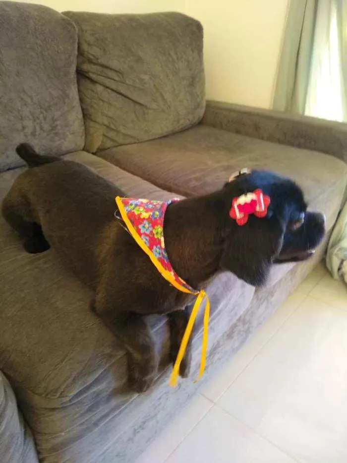 Cachorro ra a Shitzu e pequinês idade 5 anos nome Pitoco e Amora