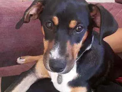 Cachorro ra a Vira lata idade 2 a 6 meses nome Lili