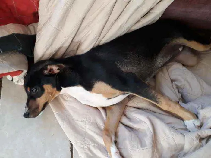 Cachorro ra a Vira lata idade 2 a 6 meses nome Lili