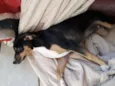 Lili