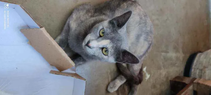 Gato ra a Desconhecida  idade 7 a 11 meses nome Sem Nome
