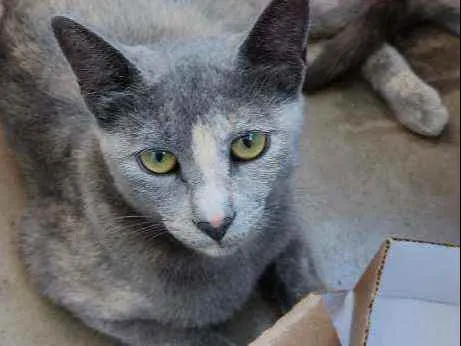 Gato ra a Desconhecida  idade 7 a 11 meses nome Sem Nome