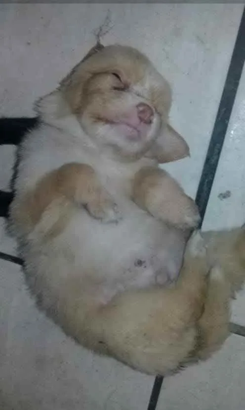 Cachorro ra a SRD idade 2 a 6 meses nome Shadow