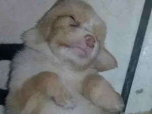Cachorro raça SRD idade 2 a 6 meses nome Shadow