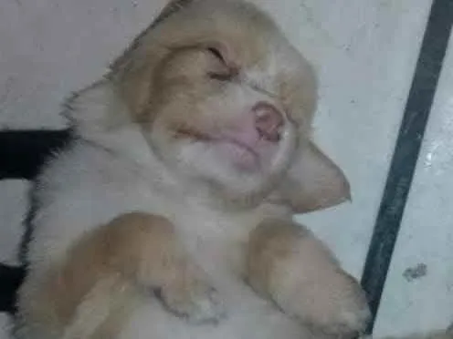 Cachorro ra a SRD idade 2 a 6 meses nome Shadow