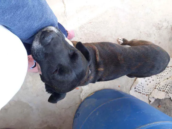 Cachorro ra a Viralata idade 6 ou mais anos nome Tom