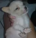 Sherman