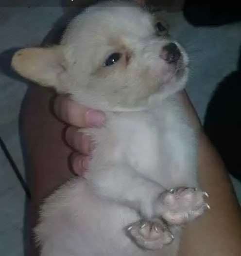 Cachorro ra a SRD idade 2 a 6 meses nome Sherman
