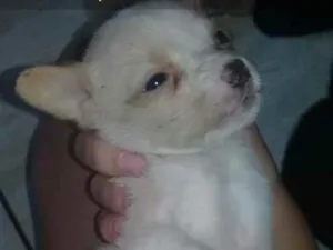 Cachorro raça SRD idade 2 a 6 meses nome Sherman