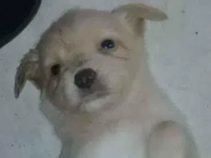 Cachorro raça SRD idade 2 a 6 meses nome Shanadu