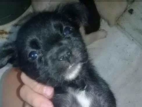 Cachorro ra a SRD idade 2 a 6 meses nome Shantee