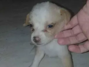 Cachorro raça SRD idade 2 a 6 meses nome Sharon