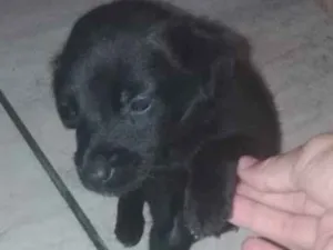Cachorro raça SRD idade 2 a 6 meses nome Sheik
