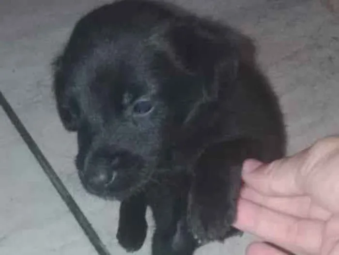 Cachorro ra a SRD idade 2 a 6 meses nome Sheik