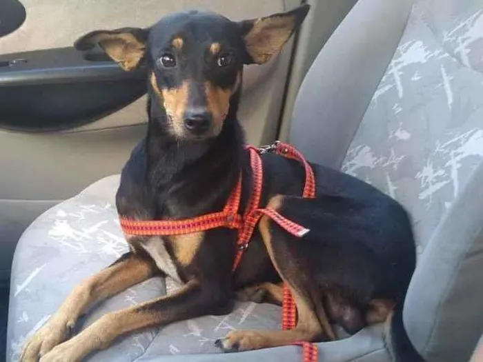 Cachorro ra a SRD  idade 1 ano nome Leãozinho