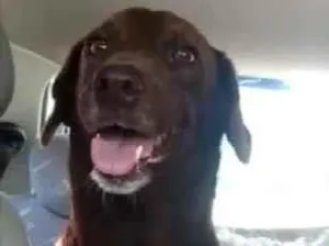 Cachorro raça SRD idade 1 ano nome Mel