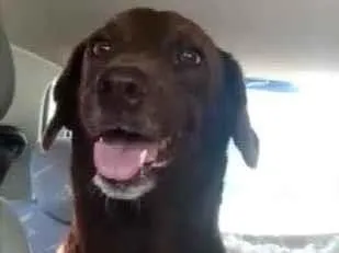 Cachorro ra a SRD idade 1 ano nome Mel