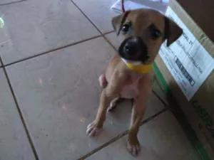 Cachorro raça  idade 2 a 6 meses nome Baruc