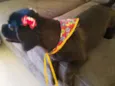 Pitoco e Amora