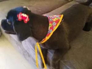 Cachorro raça Shitzu e pequinês idade 5 anos nome Pitoco e Amora
