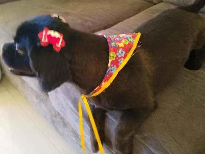 Cachorro ra a Shitzu e pequinês idade 5 anos nome Pitoco e Amora