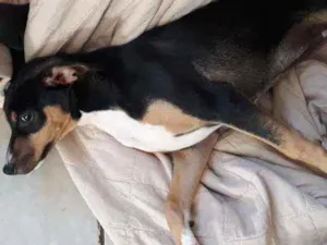 Cachorro raça Vira lata idade 2 a 6 meses nome Lili