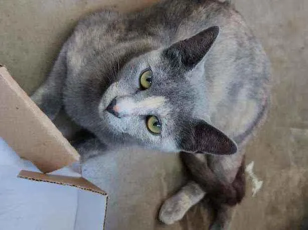 Gato ra a Desconhecida  idade 7 a 11 meses nome Sem Nome